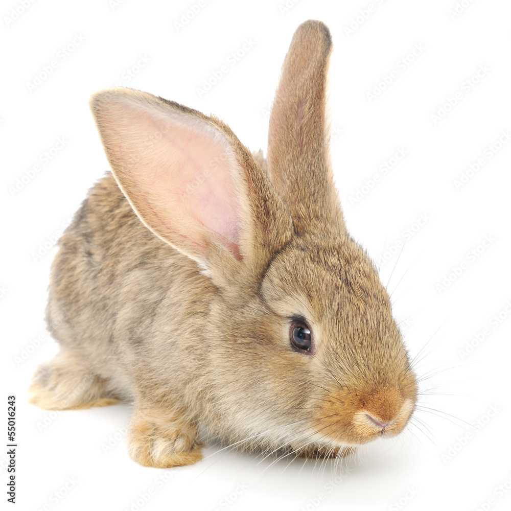 Rabbit Rabbit