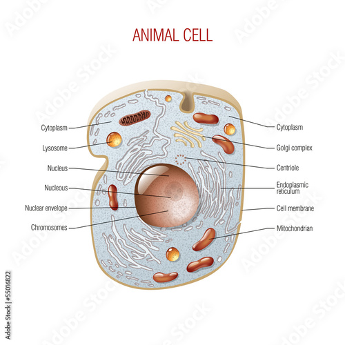 Animal cell scheme photo