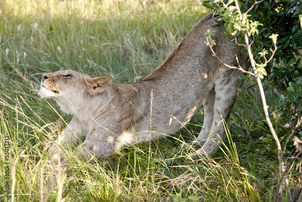 Fototapeta premium Lion stretching