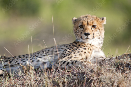Young Cheetah looking at camera