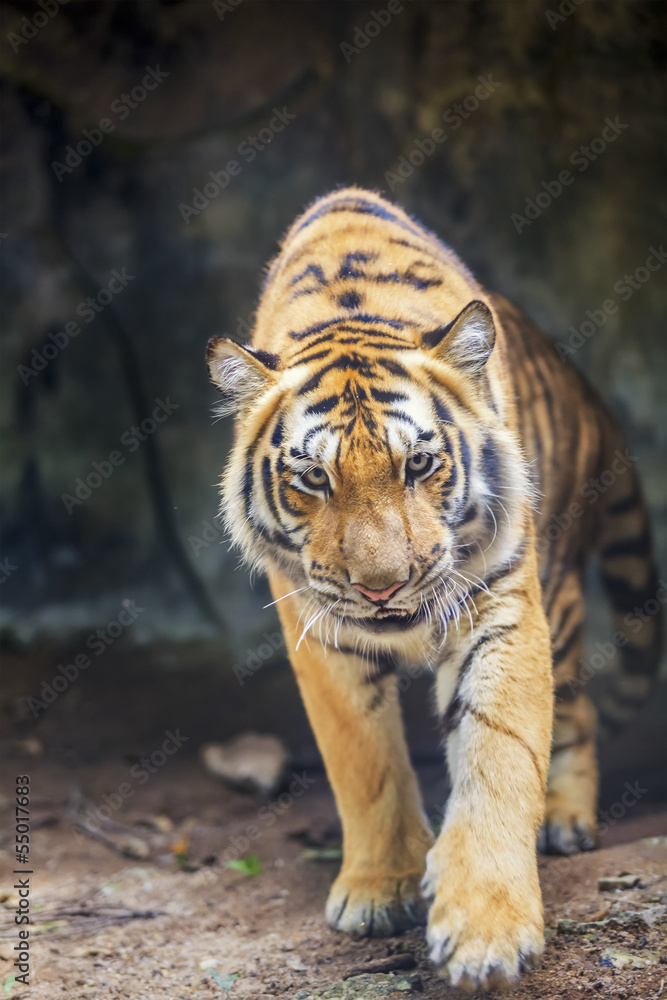 Fototapeta premium Portrait of a Royal Bengal tiger