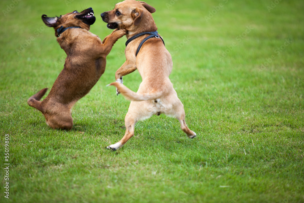 Fightings dogs