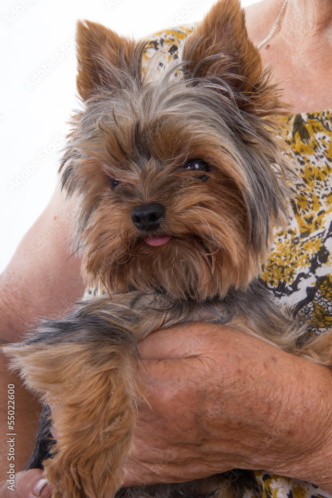 Naklejka premium Yorkshire Terrier
