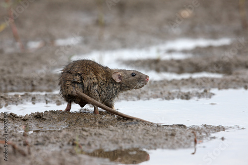 Brown rat, Rattus norvegicus