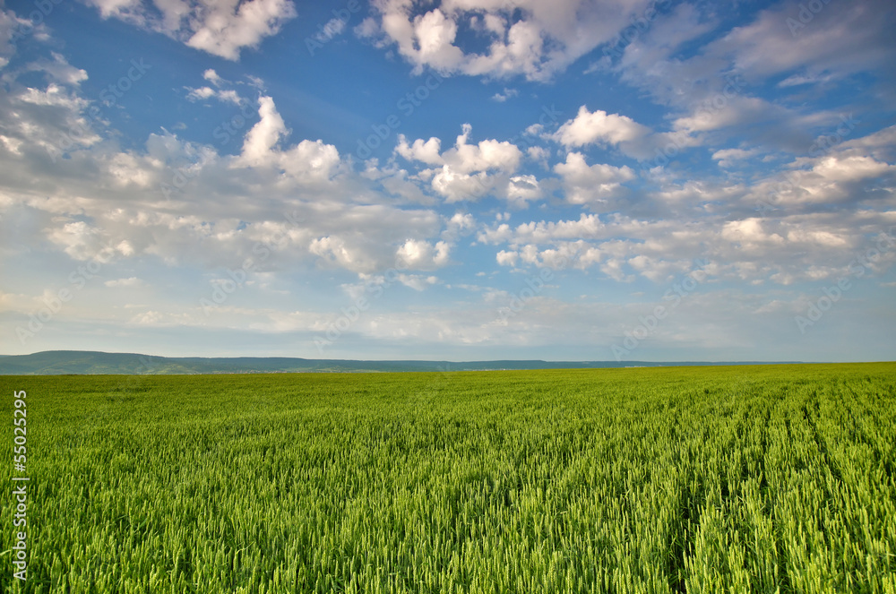 Obraz premium wheat field