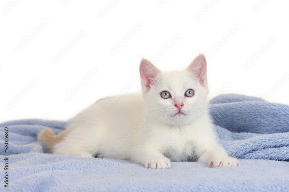 Weißes Kätzchen auf blauer Decke - kitten on blue blanket