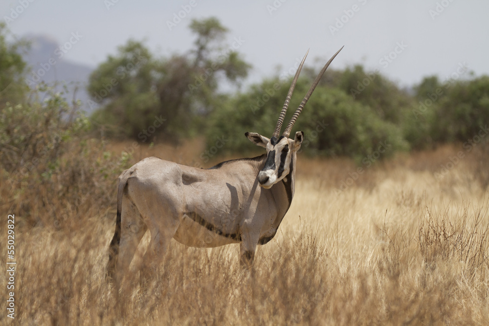 Fototapeta premium Antelope beisa oryx standing on yellow grass