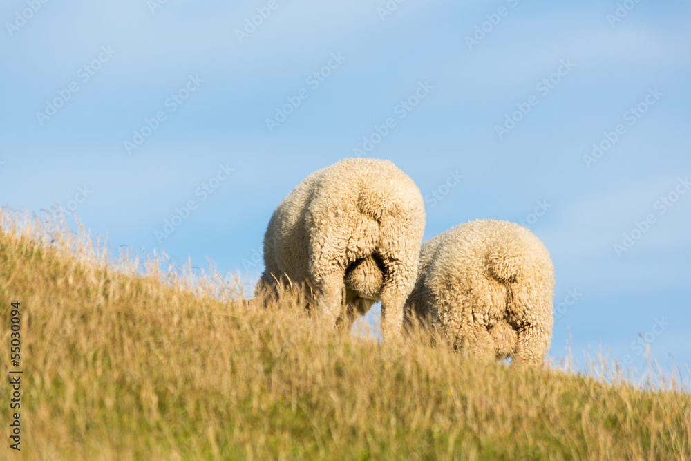 Obraz premium Sheep's backside