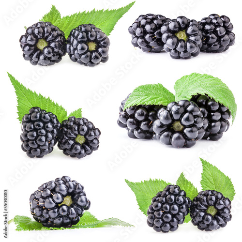 Collections of Blackberry with leaves isolated on white