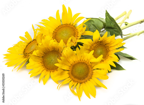 Fototapeta Naklejka Na Ścianę i Meble -  bunch of sunflowers