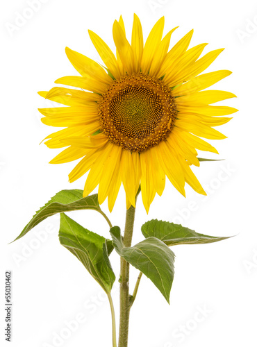 Fototapeta Naklejka Na Ścianę i Meble -  one sunflower