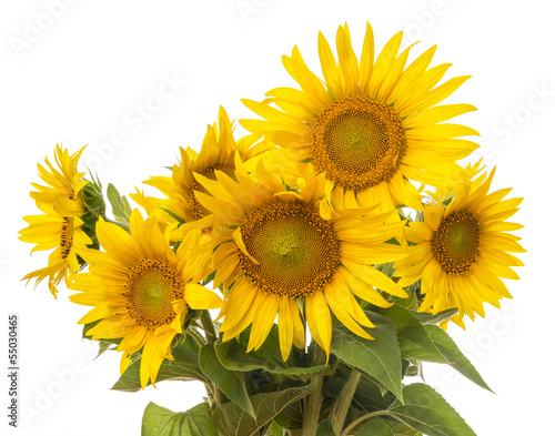 Fototapeta Naklejka Na Ścianę i Meble -  bunch of sunflowers isolated