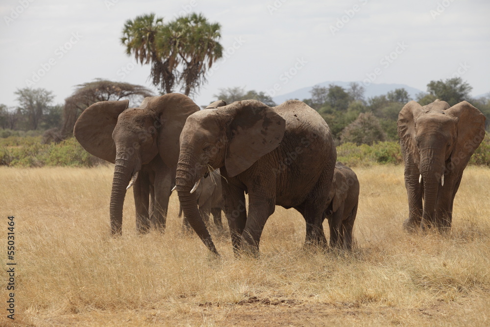 Familiar herd of african elephants in the savannah Familiar herd of african elephants in the savannah