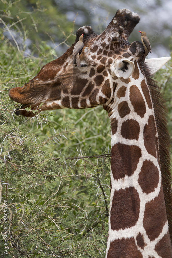 Head of reticulated male giraffe with oxpecker bird