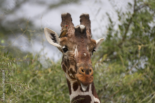 Fototapeta Naklejka Na Ścianę i Meble -  Head of reticulated male giraffe with oxpecker bird