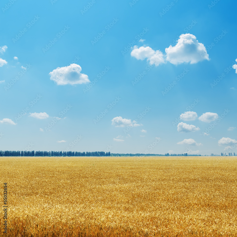 blue cloudy sky over golden field with harvest blue cloudy sky over golden field with harvest
