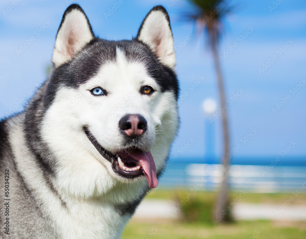 adorable husky at park on sunny day adorable husky at park on sunny day