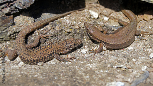 Salamander,Pärchen
