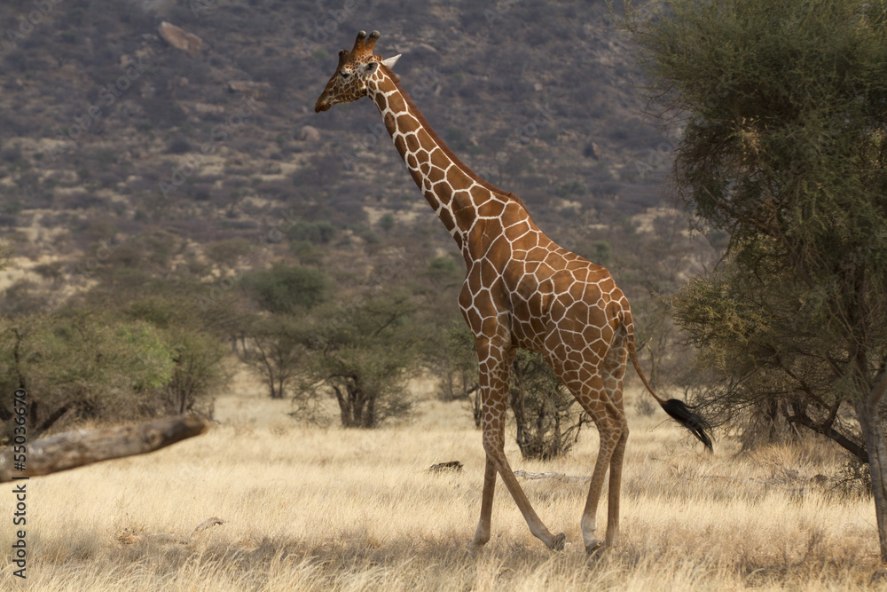 Fototapeta premium Lone reticulated giraffe walking