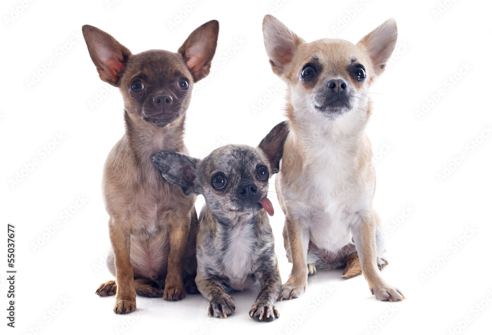 chihuahuas