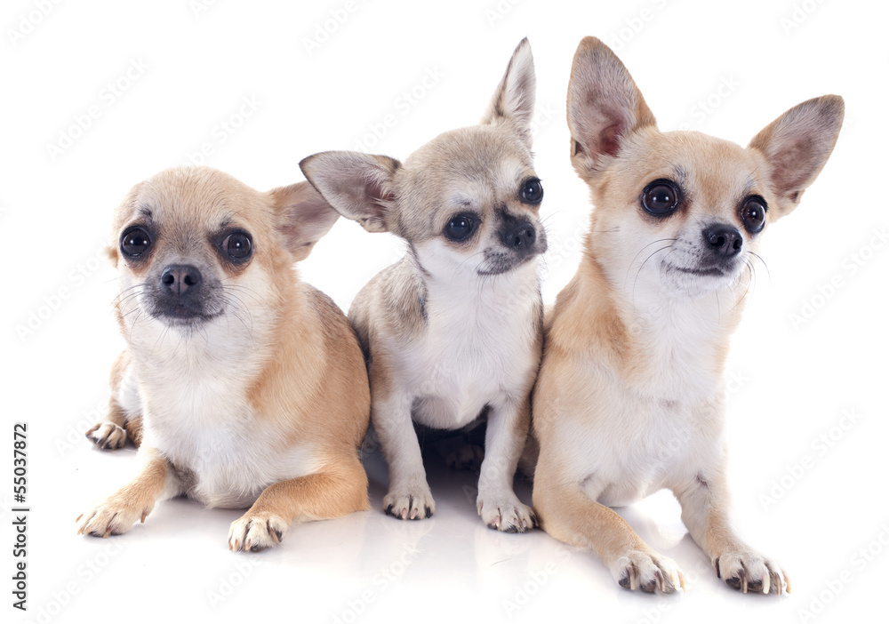chihuahua family chihuahua family