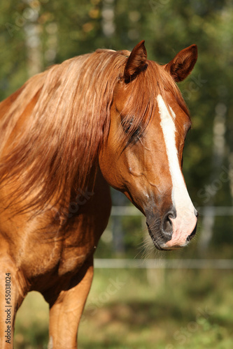Portrait of gorgeous arabian horse © Zuzana Tillerova