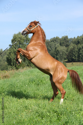 Fototapeta Naklejka Na Ścianę i Meble -  Young arabian horse prancing