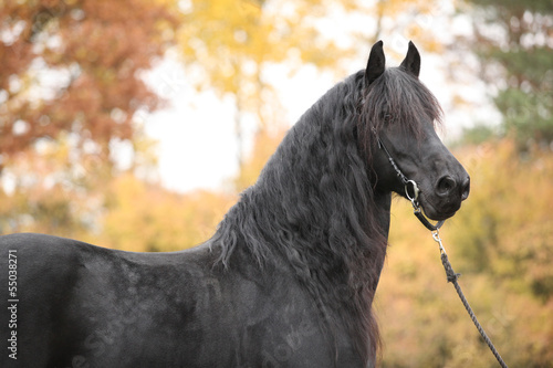 Fototapeta Naklejka Na Ścianę i Meble -  Portrait of beautiful Friesian stallion