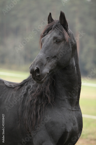 Fototapeta Naklejka Na Ścianę i Meble -  Portrait of beautiful Friesian stallion