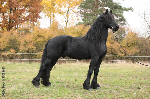 Fototapeta Naklejka Na Ścianę i Meble -  Beautiful friesian stallion in autumn