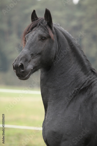 Portrait of beautiful Friesian stallion © Zuzana Tillerova