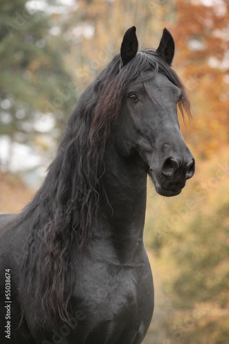 Fototapeta Naklejka Na Ścianę i Meble -  Portrait of beautiful Friesian stallion