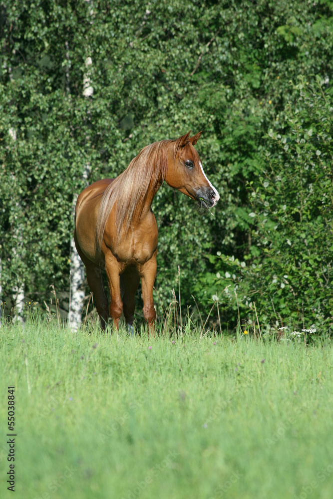 Fototapeta premium Nice arabian horse wit logn hair