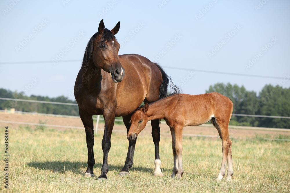Mare with a foal standing on pasturage Mare with a foal standing on pasturage