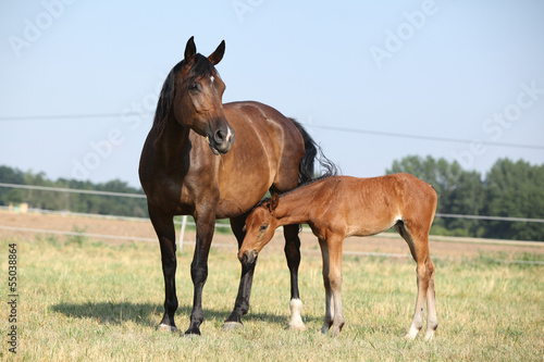 Mare with a foal standing on pasturage © Zuzana Tillerova