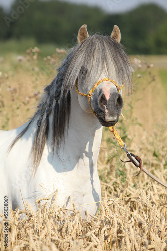 Fototapeta Naklejka Na Ścianę i Meble -  Gorgeous white stallion of welsh mountain pony in corn field