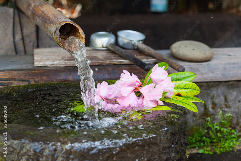 Fototapeta premium Rhododendron flower floating in a stone basin fed by a bamboo pi
