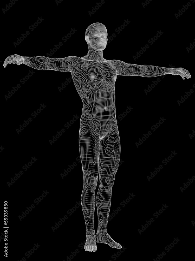 3D wireframe mesh human man anatomy