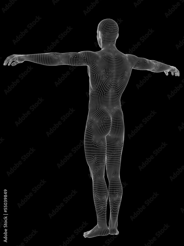 Obraz premium 3D wireframe mesh human man anatomy