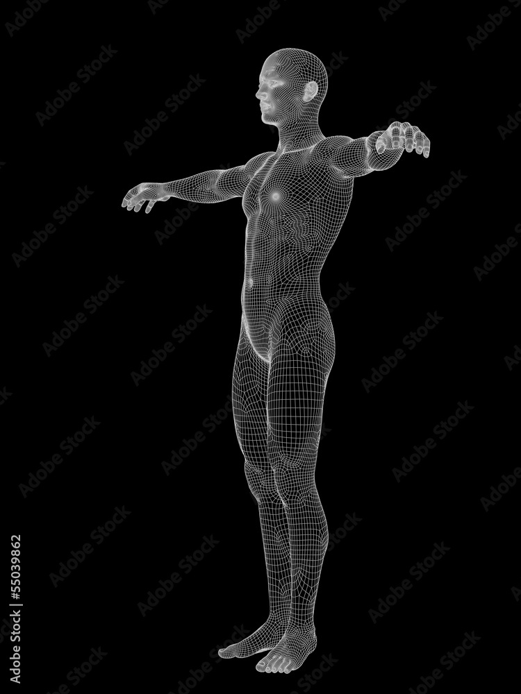 3D wireframe mesh human man anatomy
