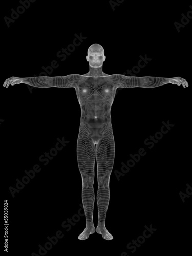 3D wireframe mesh human man anatomy