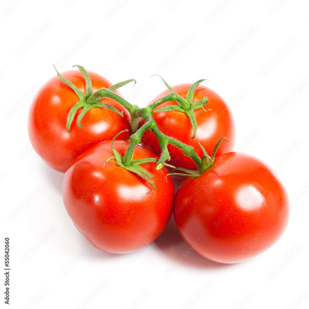 Closeup of tomatoes on the vine isolated on white. Tomato branch