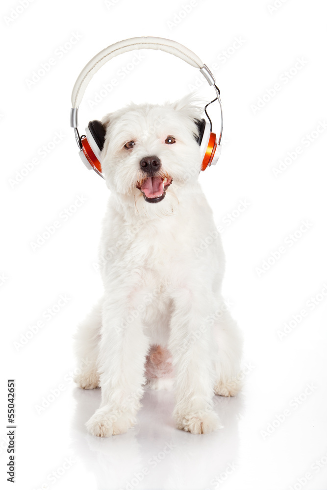 dog listening to music with headphones  isolated on white backgr