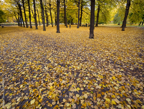 Fallen leaves in the park i...