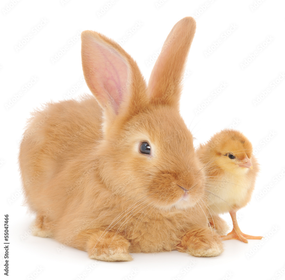 Rabbit and chicken Rabbit and chicken