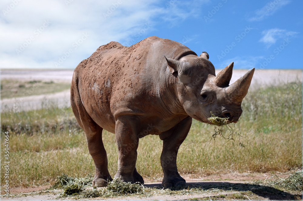 Fototapeta premium rhino