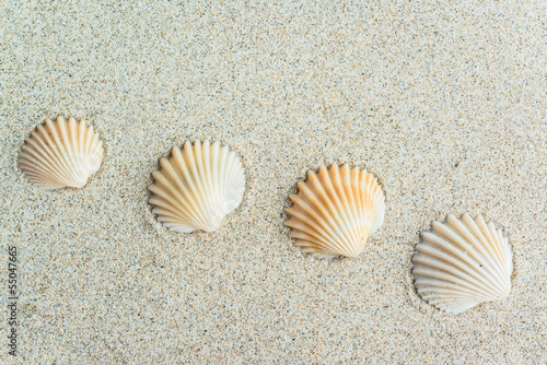 seashells on the sand beach background