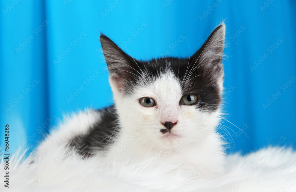Small kitten on white carpet on fabric background