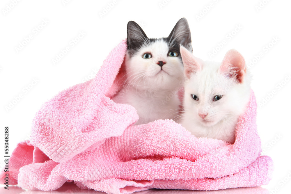 Two small kitten in pink towel isolated on white
