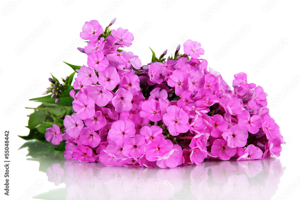 Fototapeta premium Beautiful bouquet of phlox isolated on white